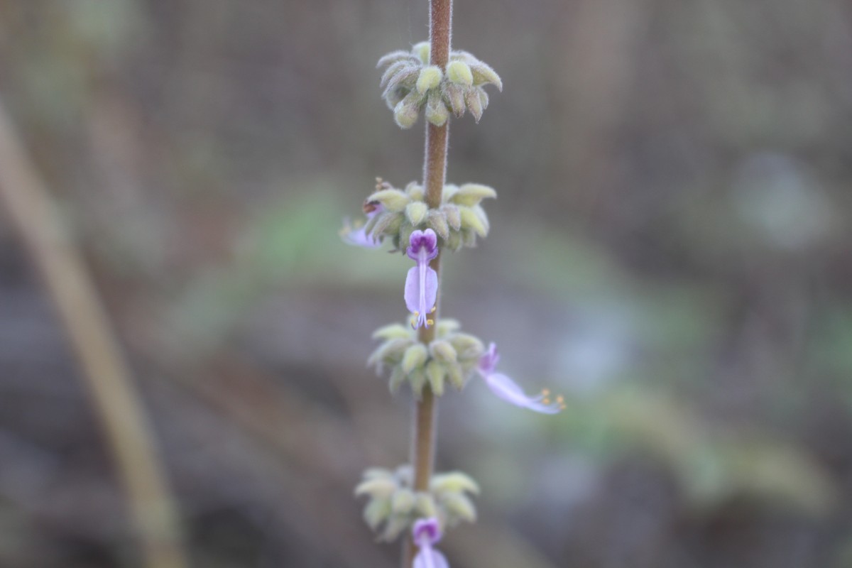 Coleus amboinicus Lour.